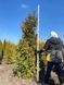 Туя западная Брабант / Thuja occidentalis Brabant 29337 фото 9