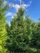 Туя западная Брабант / Thuja occidentalis Brabant 29337 фото 4