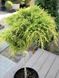 Можжевельник пфитцериана Голден Джой / Juniperus pfitzeriana Golden Joy 19780 фото 1