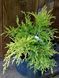 Можжевельник средний Олд Голд / Juniperus media Old Gold 29190 фото 1