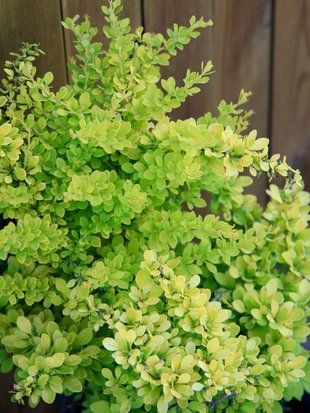 Барбарис Тунберга Сенсейшн / Berberis thunbergii Sensation 16733 фото