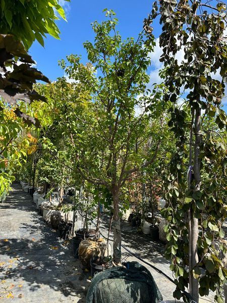 Абрикос Мелітопольський чорний / Prunus armeniaca 34919 фото