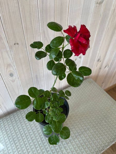 Троянда плетиста Сантана / Rose Santana 27994 фото