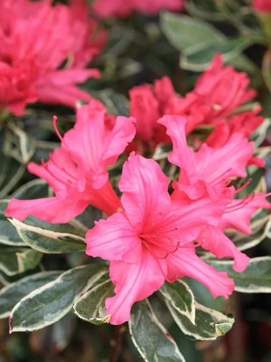 Азалія японська Сільвер Квін / Azalea japonica Silver Queen купити