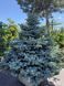 Ялина колюча Глаука Глобоза / Picea pungens Glauca Globosa 24594 фото 1