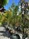 Абрикос Мелітопольський чорний / Prunus armeniaca 34919 фото 2