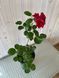 Троянда плетиста Сантана / Rose Santana 27994 фото 2