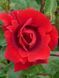 Троянда плетиста Сантана / Rose Santana 27994 фото 1