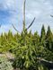 Ялина звичайна Віргата / Picea abies Virgata 34120 фото 1