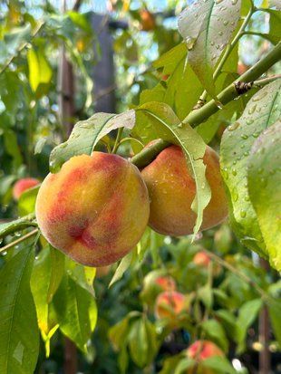 Персик Вайн голд / Prunus persica Vine Gold 35715 фото