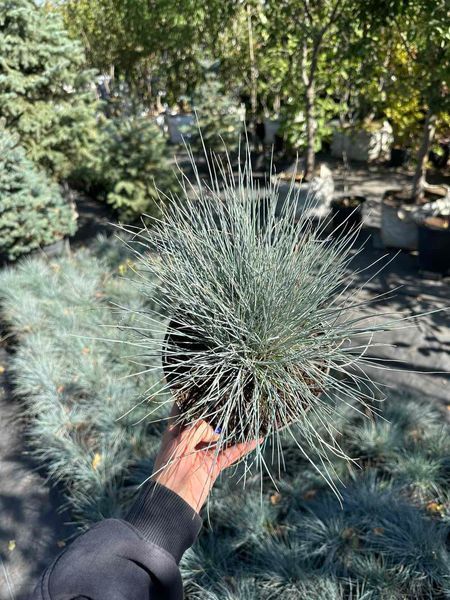 Овсяница сизая Элайджа Блю / Festuca glauca Elijah Blue 30907 фото
