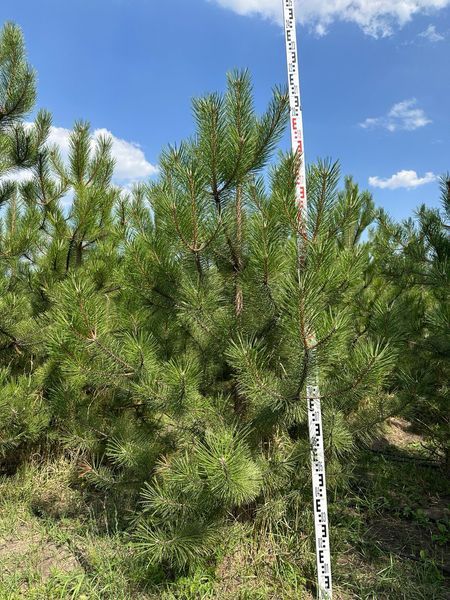 Сосна чёрная австрйская новогодняя / Pinus nigra austriaca 33209 фото