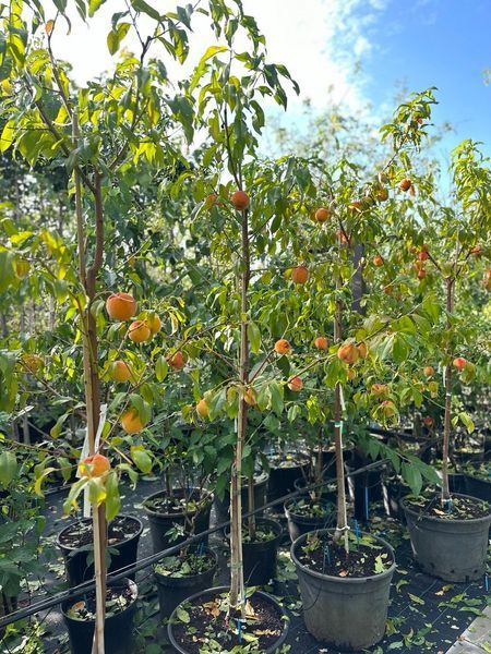 Персик Вайн голд / Prunus persica Vine Gold 35715 фото