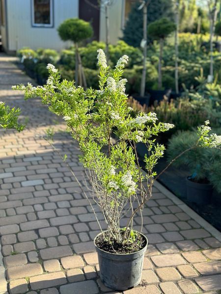 Спирея серая Грефшейм / Spiraea cinerea Grefsheim 27625 фото