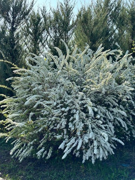 Спирея серая Грефшейм / Spiraea cinerea Grefsheim 27625 фото