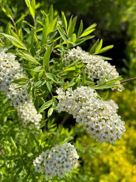 Спирея серая Грефшейм / Spiraea cinerea Grefsheim 27625 фото