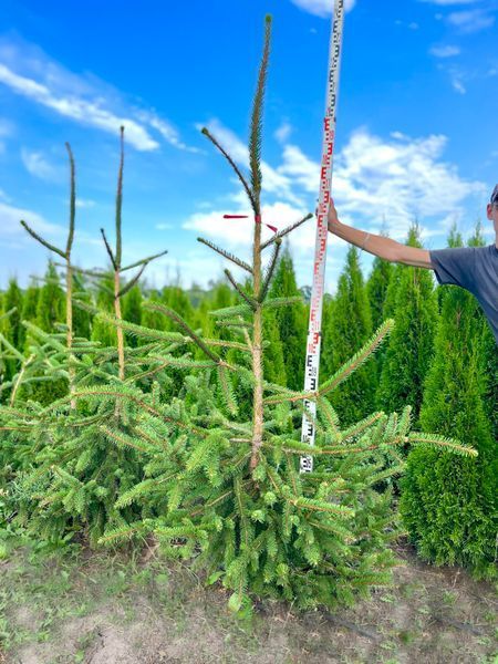 Ялина звичайна Віргата / Picea abies Virgata 34120 фото