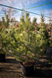 Сосна чёрная австрйская новогодняя / Pinus nigra austriaca 33209 фото 1