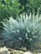 Овсяница сизая Элайджа Блю / Festuca glauca Elijah Blue 30907 фото 1