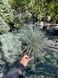 Овсяница сизая Элайджа Блю / Festuca glauca Elijah Blue 30907 фото 2