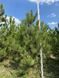 Сосна чёрная австрйская новогодняя / Pinus nigra austriaca 33209 фото 2