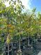 Персик Вайн голд / Prunus persica Vine Gold 35715 фото 2