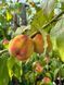 Персик Вайн голд / Prunus persica Vine Gold 35715 фото 1
