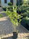 Спирея серая Грефшейм / Spiraea cinerea Grefsheim 27625 фото 3