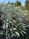 Спирея серая Грефшейм / Spiraea cinerea Grefsheim 27625 фото 1