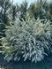 Спирея серая Грефшейм / Spiraea cinerea Grefsheim 27625 фото 2