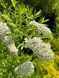 Спирея серая Грефшейм / Spiraea cinerea Grefsheim 27625 фото 6