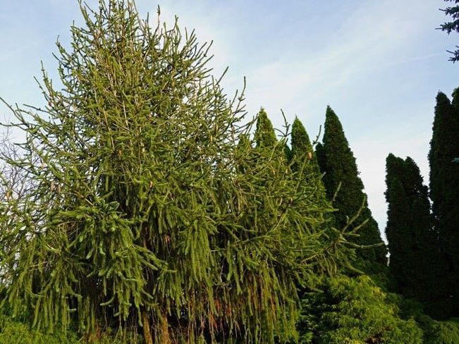 Ялина звичайна Віргата / Picea abies Virgata 34120 фото