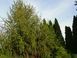 Ялина звичайна Віргата / Picea abies Virgata 34120 фото 4