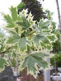 Клен остролистный Друммонди / Acer platanoides Drummondii 24812 фото