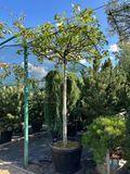 Липа крупнолистная формированая крыша / Tilia platyphyllos Тetto roof 24269 фото