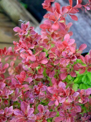 Барбарис Тунберга Чикіта / Berberis thunbergii Chiquita 27334 фото