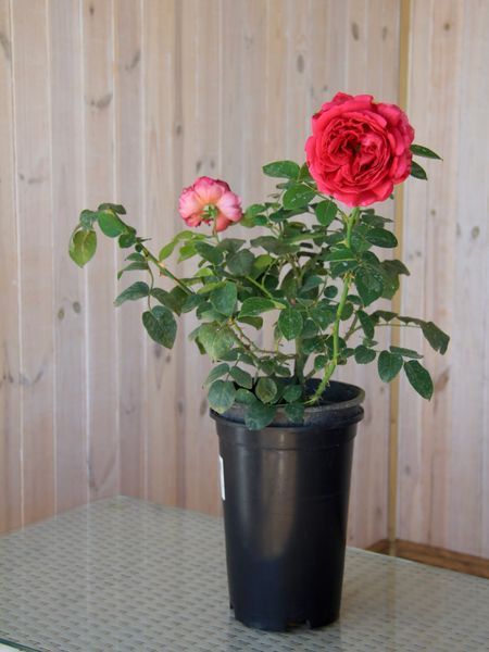 Роза плетистая Фальстаф / Rose Falstaff 26823 фото