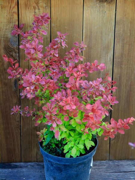 Барбарис Тунберга Чикіта / Berberis thunbergii Chiquita 27334 фото