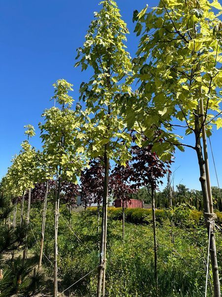 Клен псевдоплатановый Леопольди / Acer pseudoplatanus Leopoldii 31763 фото