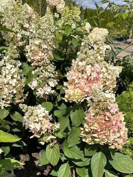 Гортензія волотиста Канделайт / Hydrangea paniculata Candlelight 25085 фото