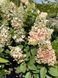 Гортензія волотиста Канделайт / Hydrangea paniculata Candlelight 25085 фото 4