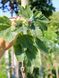 Клен псевдоплатановый Леопольди / Acer pseudoplatanus Leopoldii 31763 фото 1