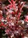 Барбарис Тунберга Арлекин / Berberis thunbergii Harlequin 27163 фото 1
