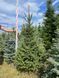 Ель колючая Глаука зелёная новогодняя / Picea pungens Glauca 33090 фото 1
