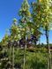 Клен псевдоплатановый Леопольди / Acer pseudoplatanus Leopoldii 31763 фото 2