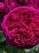 Роза плетистая Фальстаф / Rose Falstaff 26823 фото 1