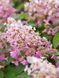 Гортензія волотиста Канделайт / Hydrangea paniculata Candlelight 25085 фото 1
