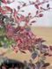 Барбарис Тунберга Арлекин / Berberis thunbergii Harlequin 27163 фото 2