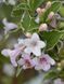 Вейгела цветущая Сплендид / Weigela Splendid 15566 фото 1