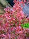 Барбарис Тунберга Чикіта / Berberis thunbergii Chiquita 27334 фото 1
